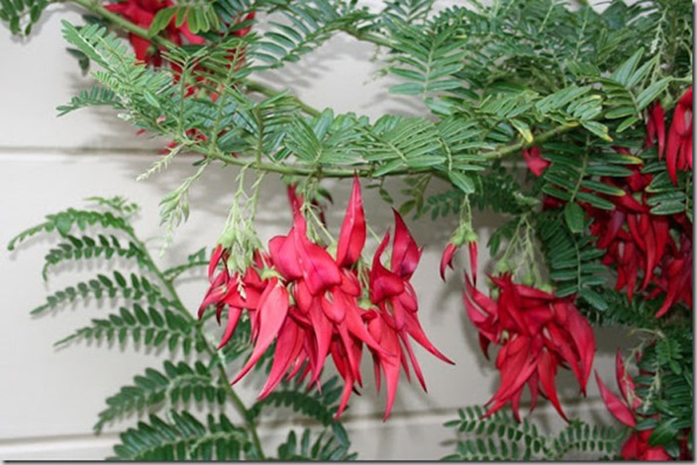 Parrot's Bill clianthus puniceus | Urban Tropics