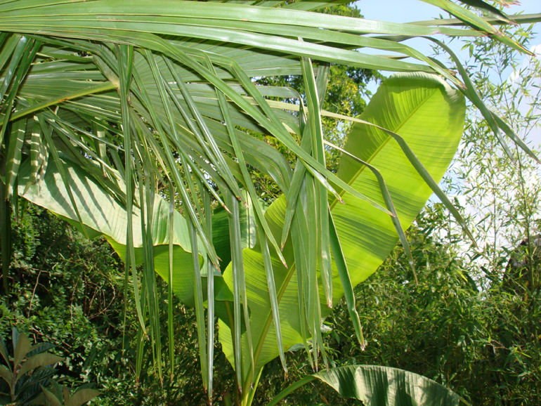 Exotic and rare plants in a London exotic garden | Urban Tropics