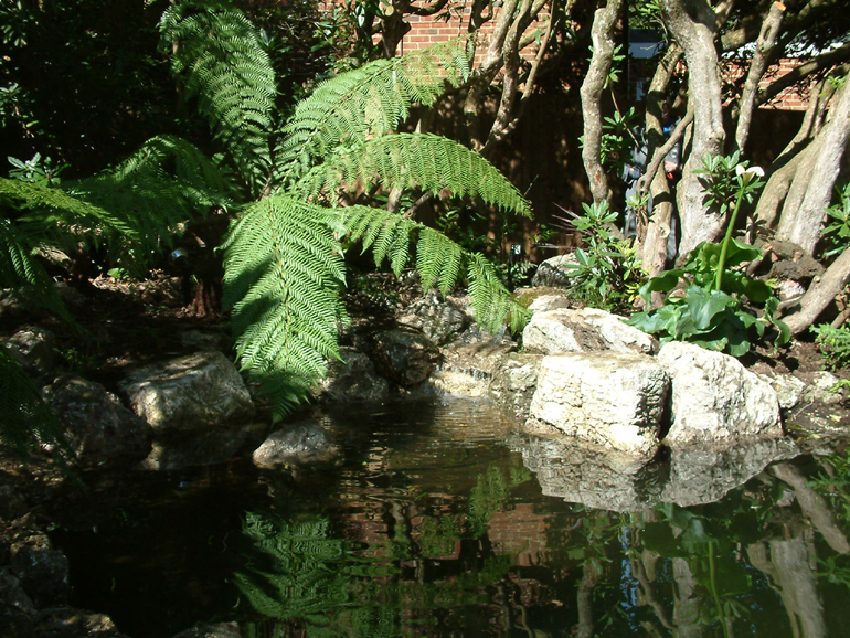 Tropical garden design and pond | Urban Tropics
