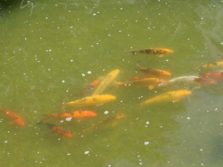 Pond design by Urban Tropics Carp in a pond | Urban Tropics tropical garden design