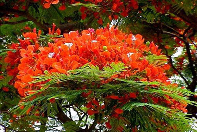 The flamboyant tree | The most beautiful tree in the world