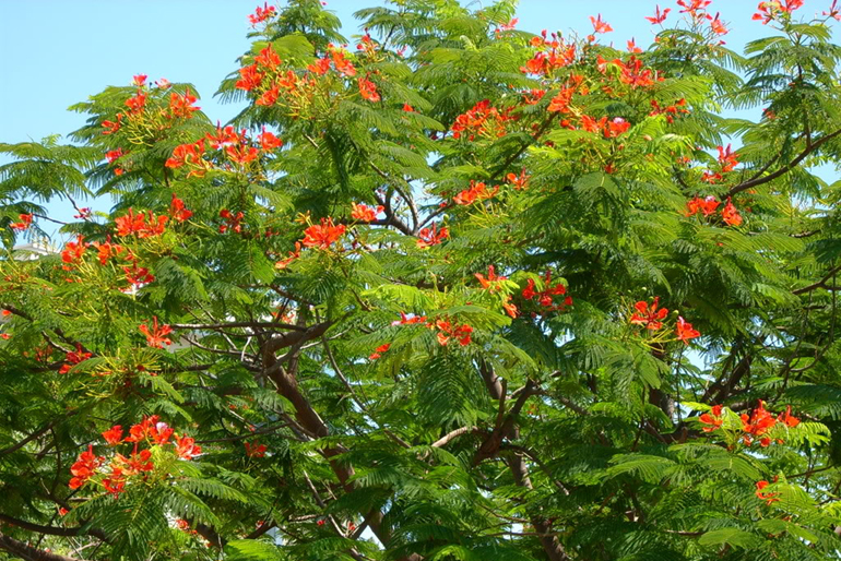 Delonix Regia