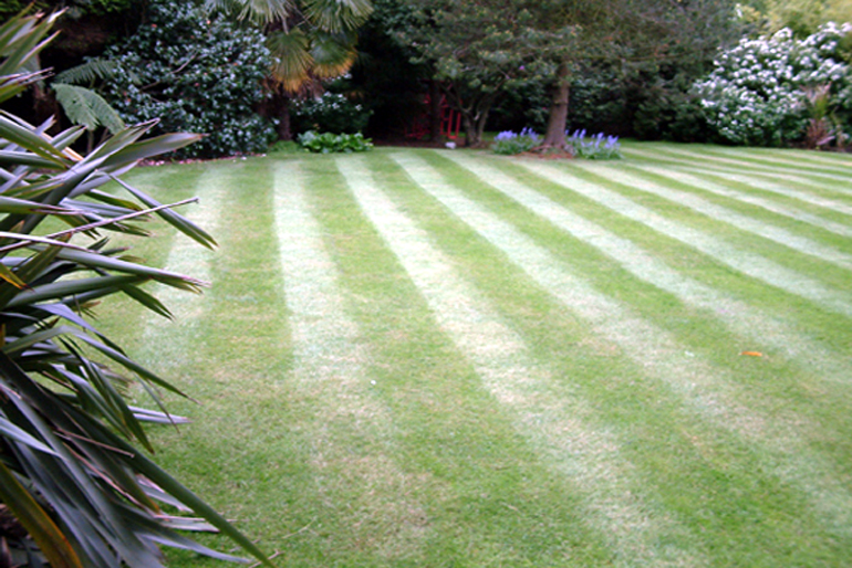 Perfect Lawn | Urban Tropics