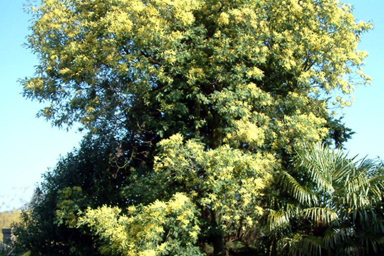 Acacia dealbata |Mimosa