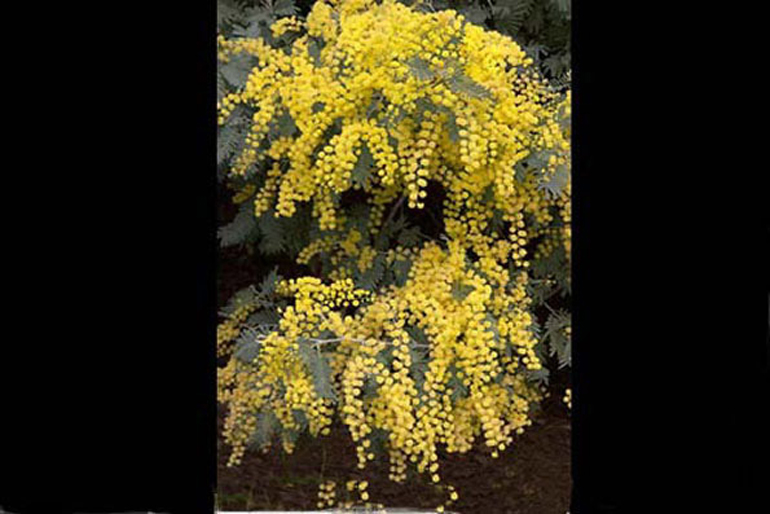 acacia flowers