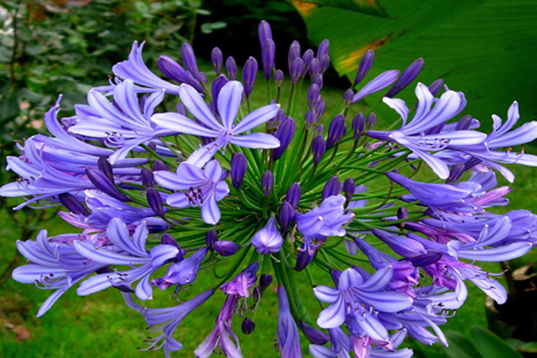 Agapanthus Africana - Moderately Hardy