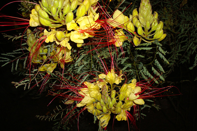 caesalpinia gilliesii