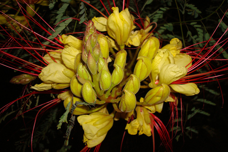 caesalpinia gilliesii flowers