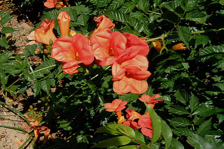 campsis radicans