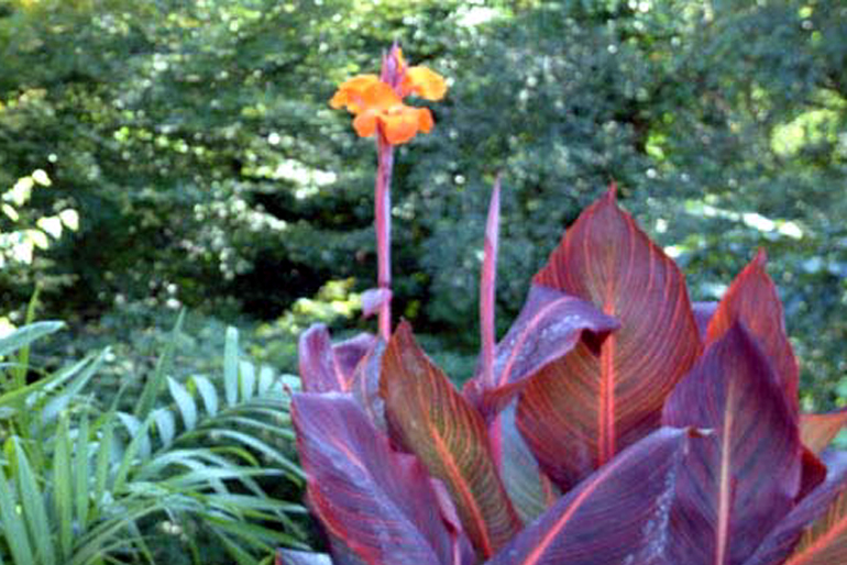 Canna Pretoria