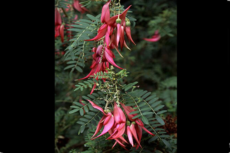 clianthus puniceus | exotic climber