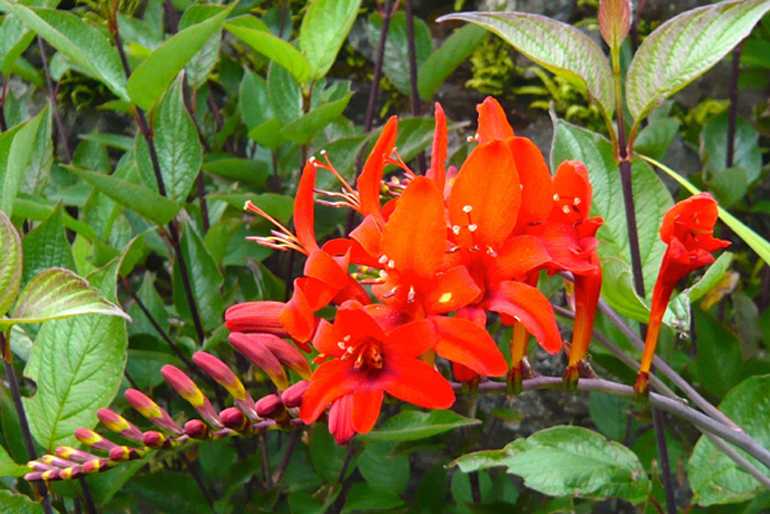 crocosmia lucifer