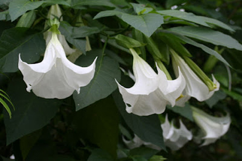 datura suaveolens