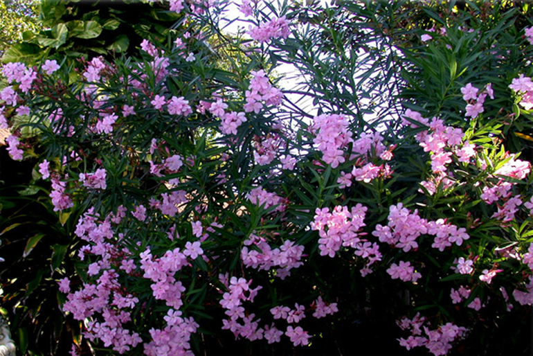 nerium oleander | flowering shrub