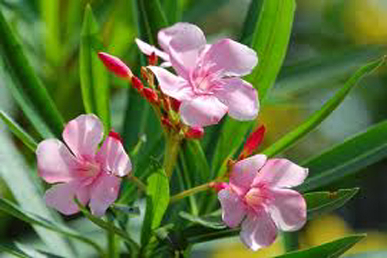 nerium oleander flower