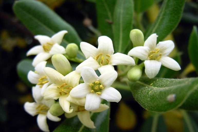 pittosporum tobira