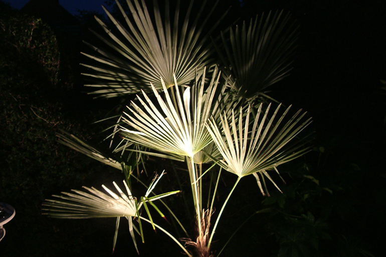 Palm Tree Lighting| Urban Tropics