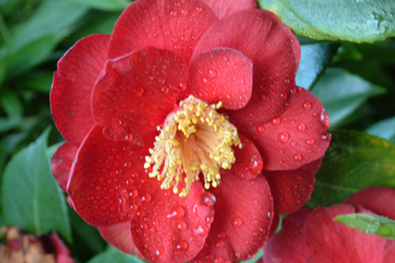 Camelia | Urban Tropics