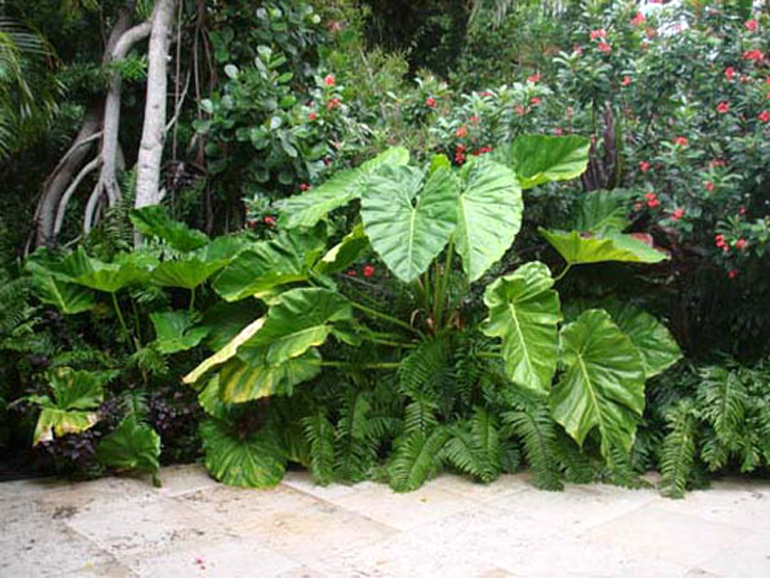 Small Tropical Garden Design London| Urban Tropics