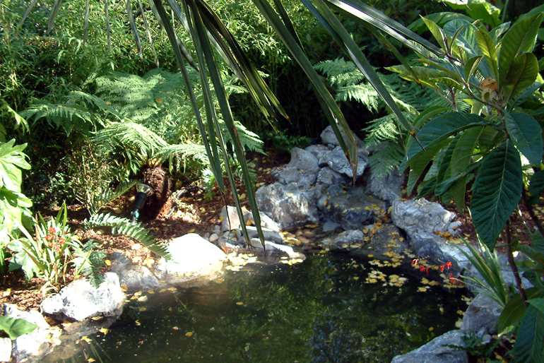 Tropical garden and pond in a London garden designed and landscaped by Urban Tropics