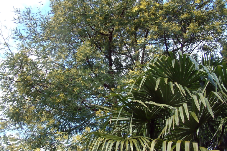 Mature mimosa lights up ondon Sky| Urban Tropics