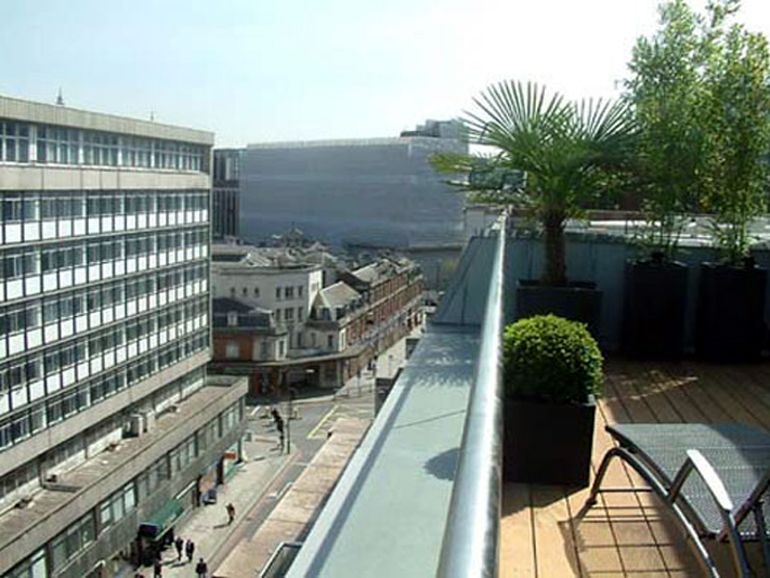 Contemporary planting on a London roof terrace