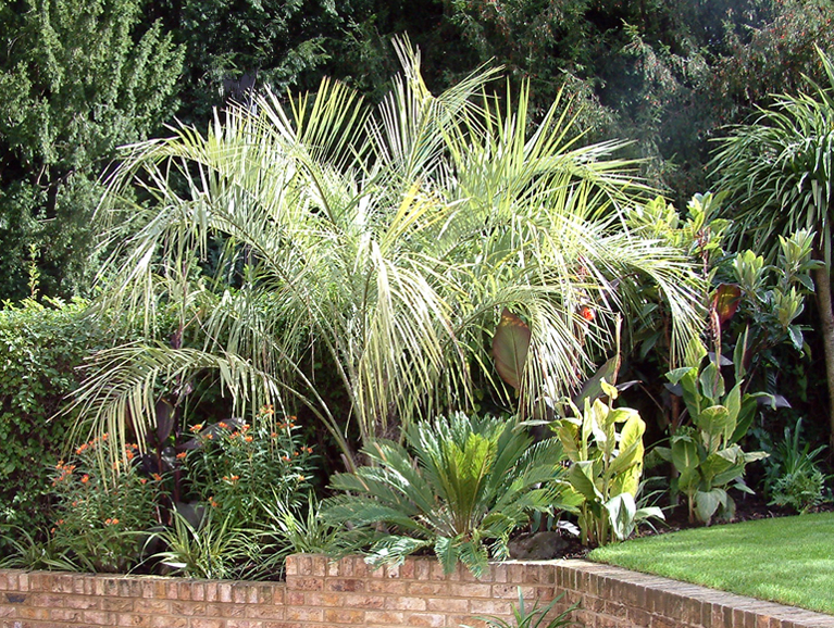 Palm tree and exotic plants in a London garden | Urban Tropics