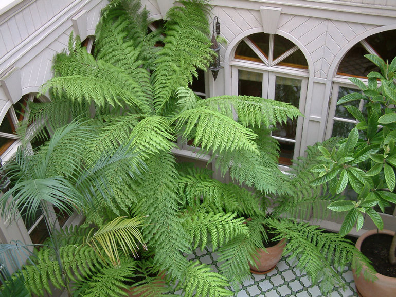 Tree ferns in an exotic atrium garden London | Urban Tropics exotic garden design