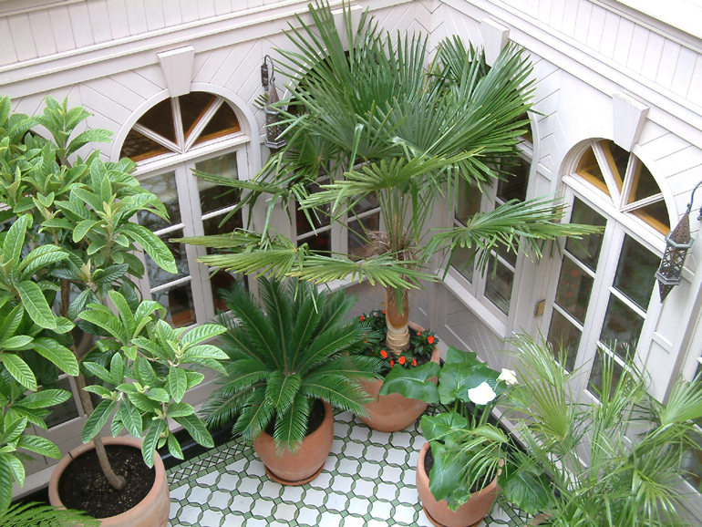 Exotic garden design London | Urban Tropics Atrium garden Knightsbridge London | Urban Tropics exotic garden design and landscaping