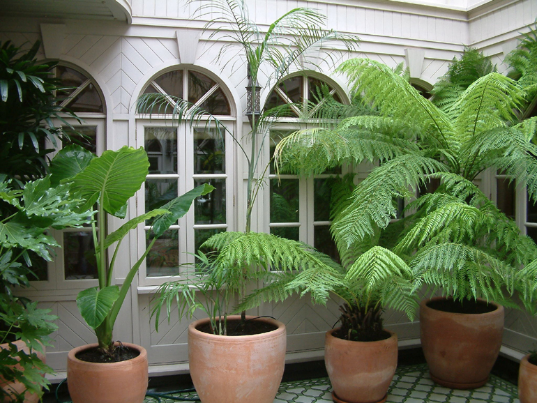 Exotic planting and landscaping by Urban Tropics Palm trees in a London exotic garden | Urban Tropics