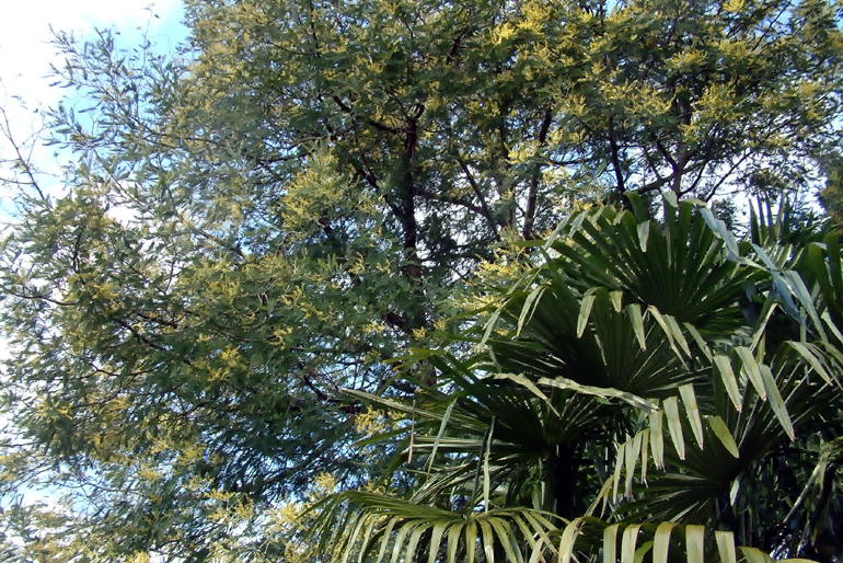 Exotic mimosa flowers in tropical garden Hampstead North London | Urban Tropics