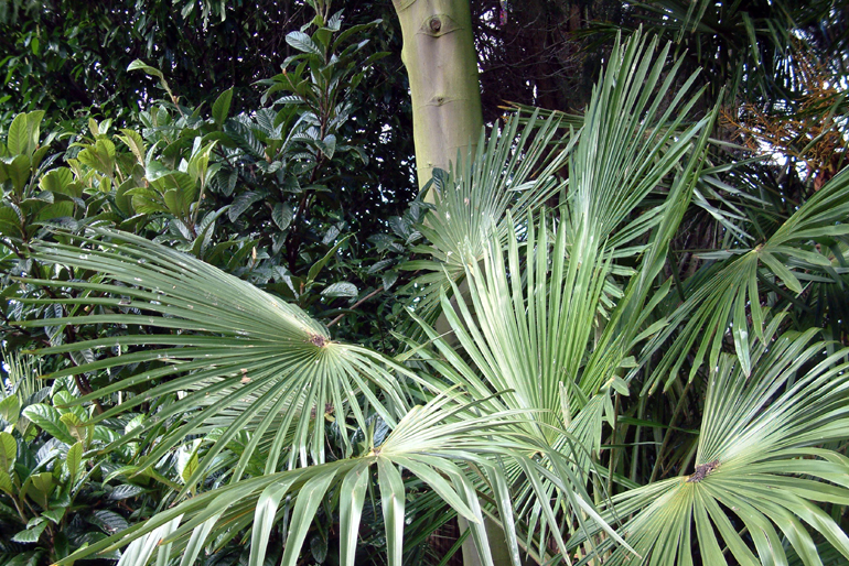 Exotic garden plants London | Urban Tropics Exotic and rare plants in a London exotic garden | Urban Tropics