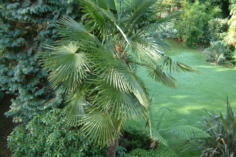 Tropical garden Hampstead North London | Urban Tropics