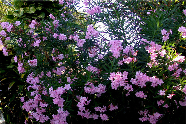 Orleander| Urban Tropics Mediterranean Design Orleander