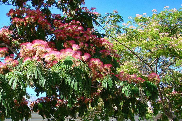 albizia julibrissin| Urban Tropics